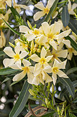 Oleander (Nerium oleander) yellow, Vaucluse, France
