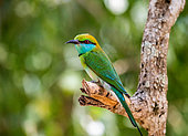 Bee-eater (Merops orientalis) on a twig. Sri Lanka. Yala National Park