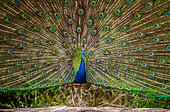 Portrait (Pavo cristatus) of a peacock on the background of his tail. Close-up. Sri Lanka. Yala National park