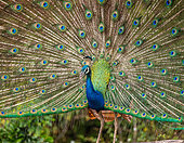 Portrait (Pavo cristatus) of a peacock on the background of his tail. Close-up. Sri Lanka. Yala National park