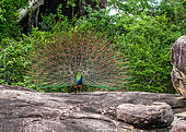 Peacock (Pavo cristatus) with a spread tail is standing on a stone in the background of the jungle. Sri Lanka. Yala National park