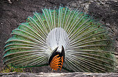 Back of the peacock's (Pavo cristatus) tail close-up. Sri Lanka. Yala National park [dump] =>