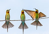 Three Bee-eaters (Merops orientalis) on a twig. Very graphic birds and clean background. Sri Lanka. Yala National Park [dump] =>