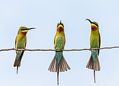 Three Bee-eaters (Merops orientalis) on a twig. Very graphic birds and clean background. Sri Lanka. Yala National Park [dump] =>