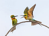 Two Bee-eaters (Merops orientalis) on a twig against a light blue sky. Very graphic birds and clean background. Sri Lanka. Yala National Park