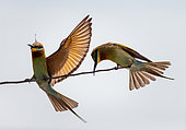 Two Bee-eaters (Merops orientalis) on a twig against a light blue sky. Very graphic birds and clean background. Sri Lanka. Yala National Park