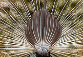 Back of the peacock's (Pavo cristatus) tail close-up. Sri Lanka. Yala National park [dump] =>