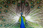Portrait (Pavo cristatus) of a peacock on the background of his tail. Close-up. Sri Lanka. Yala National park