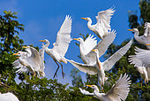 Several cattle egrets (Bubulcus ibis) are taking off from a tree against a blue sky. East Africa.