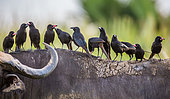 Several Red-billed Buffalo Weavers (Bubalornis niger) are sitting on the back of the buffalo. Africa. Uganda.