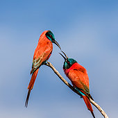 Two carmine bee-eaters (Merops nubicus) are sitting on a branch against the blue sky. Africa. Uganda.