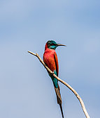 Carmine bee-eater (Merops nubicus) is sitting on a branch against a blue sky. Africa. Uganda.