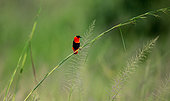 Northern Red Bishop (Euplectes franciscanus) is sitting on the stem of the grass. Africa. Uganda.