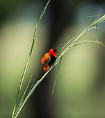 Northern Red Bishop (Euplectes franciscanus) is sitting on the stem of the grass. Africa. Uganda.