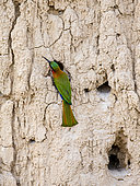 Red-throated bee-eater (Merops bulocki) is sitting near its hole. Africa. Uganda