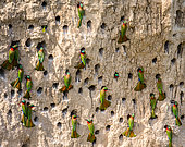 Big colony of Red-throated bee-eaters (Merops bulocki) in their burrows on a clay wall. Africa. Uganda.