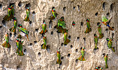 Big colony of Red-throated bee-eaters (Merops bulocki) in their burrows on a clay wall. Africa. Uganda.