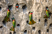 Colony of Red-throated bee-eaters (Merops bulocki) in their burrows on a clay wall. Africa. Uganda.