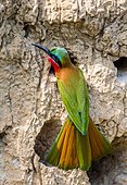 Red-throated bee-eater (Merops bulocki) is sitting near its hole. Africa. Uganda