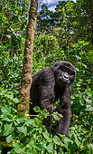 Mountain gorilla (Gorilla beringei beringei) in rainforest. Uganda. Bwindi Impenetrable Forest National Park.