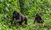 Mountain gorillas (Gorilla beringei beringei) in the rainforest. Uganda. Bwindi Impenetrable Forest National Park.