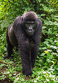 Dominant male mountain gorilla (Gorilla beringei beringei) in rainforest. Uganda. Bwindi Impenetrable Forest National Park.