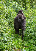 Female mountain gorilla (Gorilla beringei beringei) with a baby. Uganda. Bwindi Impenetrable Forest National Park.
