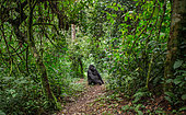 Dominant male mountain gorilla (Gorilla beringei beringei) in rainforest. Uganda. Bwindi Impenetrable Forest National Park.