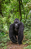 Male mountain gorilla (Gorilla beringei beringei) in rainforest. Uganda. Bwindi Impenetrable Forest National Park.