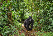 Gorille de montagne (Gorilla beringei beringei) dans une forêt de nuage. Parc national de la forêt impénétrable de Bwindi. Ouganda.