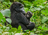 Gorille de montagne (Gorilla beringei beringei) femelle et son jeune dans une forêt de nuage. Parc national de la forêt impénétrable de Bwindi. Ouganda.