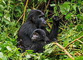 Female mountain gorilla (Gorilla beringei beringei) with a baby. Uganda. Bwindi Impenetrable Forest National Park.