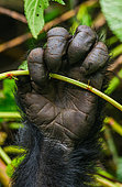 Foot of mountain gorillas (Gorilla beringei beringei). Close-up. Uganda. Bwindi Impenetrable Forest National Park.