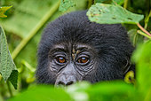 Portrait of a mountain gorilla (Gorilla beringei beringei). Uganda. Bwindi Impenetrable Forest National Park.