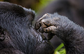 Fragment of the hand and face of a mountain gorilla (Gorilla beringei beringei). Uganda. Bwindi Impenetrable Forest National Park.