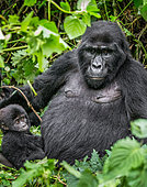 Female mountain gorilla (Gorilla beringei beringei) with a baby. Uganda. Bwindi Impenetrable Forest National Park. [dump] =>