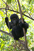 Baby mountain gorilla (Gorilla beringei beringei) on a tree. Uganda. Bwindi Impenetrable Forest National Park.