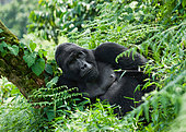 Dominant male mountain gorilla (Gorilla beringei beringei) in the rainforest. Uganda. Bwindi Impenetrable Forest National Park.