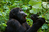 Mountain gorilla (Gorilla beringei beringei) is eating plants. Uganda. Bwindi Impenetrable Forest National Park.