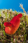 Red Tunicate, Halocynthia papillosa, Vis Island, Mediterranean Sea, Croatia