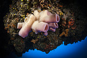 Pink Tube Sponge, Haliclona mediterranea, Vis Island, Mediterranean Sea, Croatia