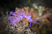 Pink Flabellina, Flabellina affinis, Vis Island, Mediterranean Sea, Croatia