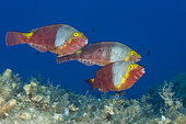 Female Mediterranean Parrotfish, Sparisoma cretense, Vis Island, Mediterranean Sea, Croatia
