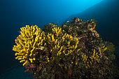 Golden Sponge at Wreck Vassilios T, Verongia aerophoba, Vis Island, Mediterranean Sea, Croatia