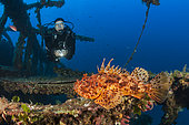 Scuba Diver finds Red Scorpionfish at Vassilios Wreck, Scorpaena scrofa, Vis Island, Mediterranean Sea, Croatia