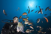 School of fish at Teti Wreck, Vis Island, Mediterranean Sea, Croatia