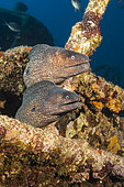 Pair of Brown Moray at Teti Wreck, Gymnothorax unicolor, Vis Island, Mediterranean Sea, Croatia