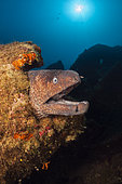 Brown Moray at Teti Wreck, Gymnothorax unicolor, Vis Island, Mediterranean Sea, Croatia