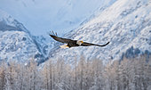 Bald Eagle (Haliaeetus leucocephalus) in flight on a background of snowy mountains. USA. Alaska. Chilkat River.