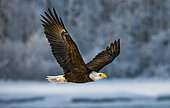 Bald eagle (Haliaeetus leucocephalus) in flight. USA. Alaska. Ch